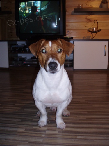 Hled�m nev�stu :-)